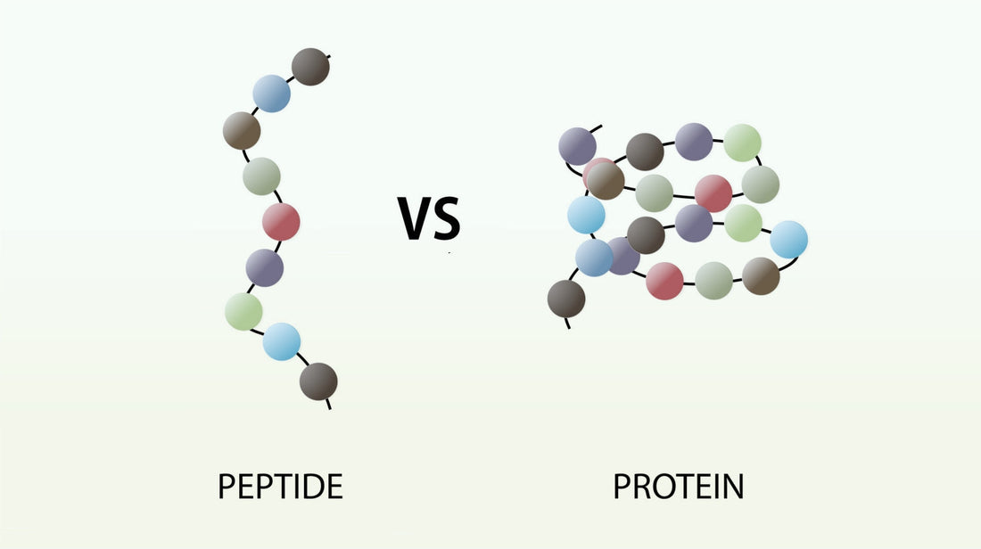 Peptides vs. Proteins