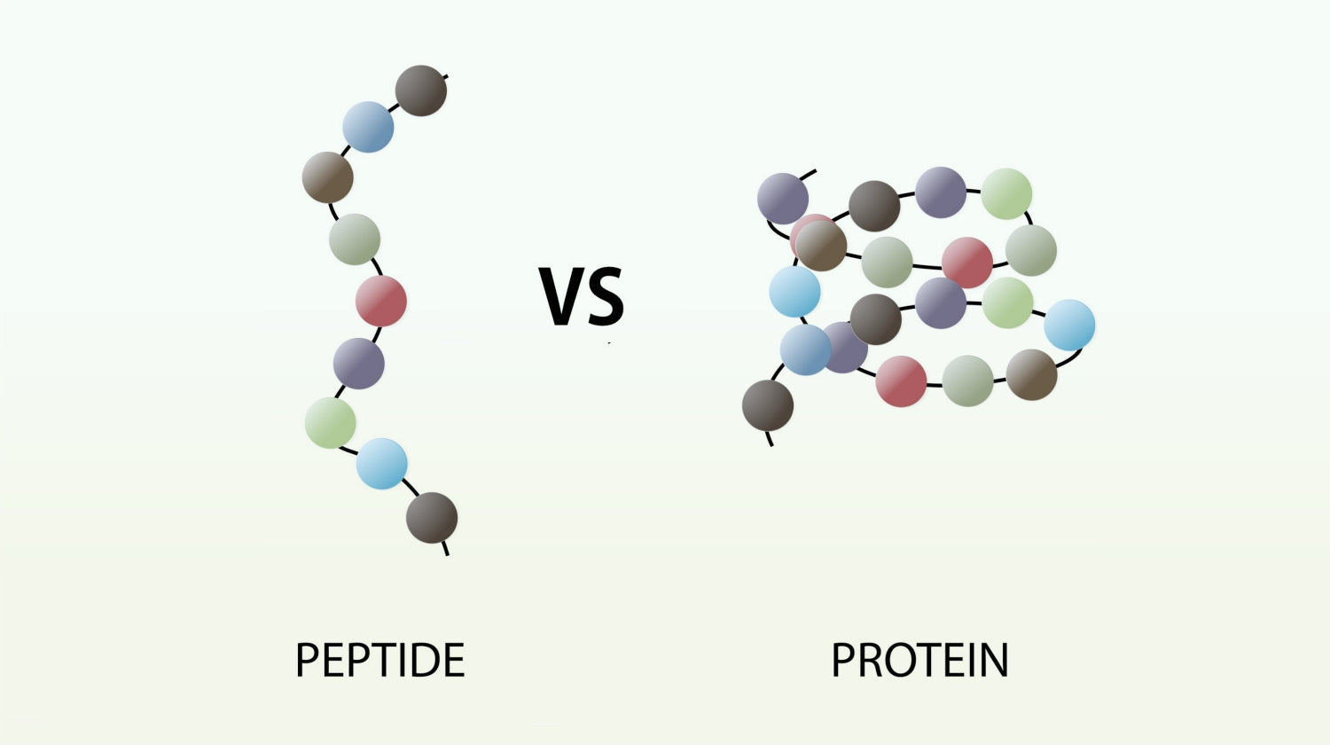 Peptides vs. Proteins